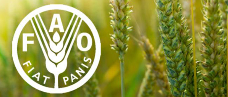 Rapport FAO septembre 2015: Baisse des prix agricoles