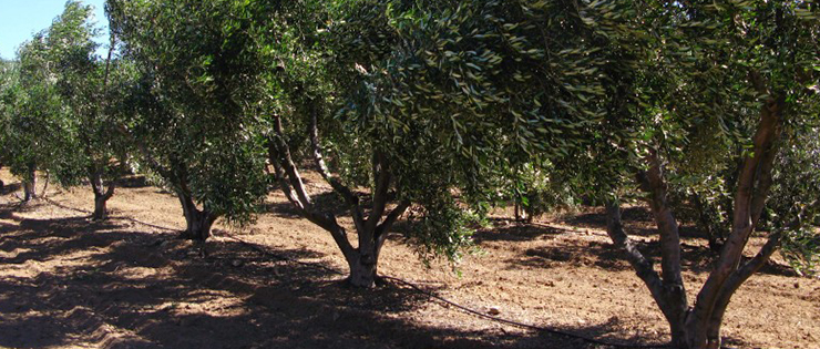 Médenine: Nouveau projet pour la mise en valeur des oliveraies pluviales
