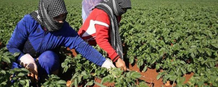 محاضرة عبر الانترنت: عمال الزراعة في أوقات عدم اليقين: دروس من الأردن وتونس